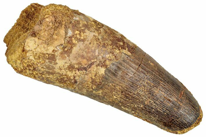 Real Fossil Spinosaurus Tooth - Feeding Worn Tip #351622